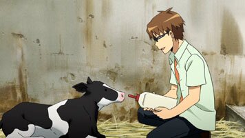 Yuugo f�ttert ein neugeborenes Kalb