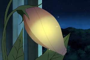 die Blume der Liebe